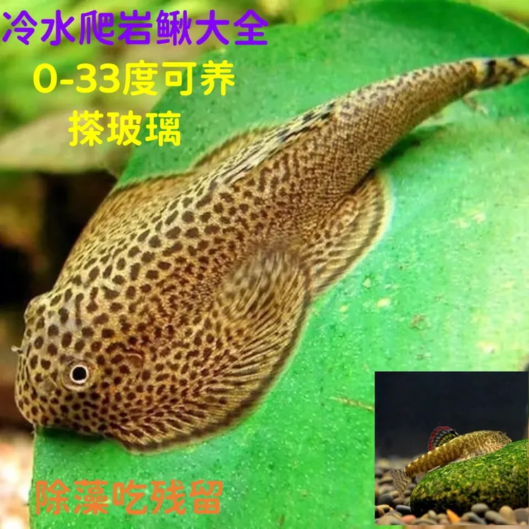 冷水贵爬琵琶麦氏长钉吸鳅观赏工具鱼搽玻璃缸壁除藻吃残渣清道夫