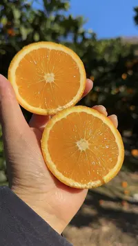 【腿哥专属】正宗湖南麻阳高山蜂蜜橙甜冰糖橙黔阳橙当季手剥橙