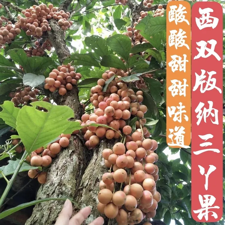 2025三丫果水果酸甜时令稀有野生水果西双版纳新鲜