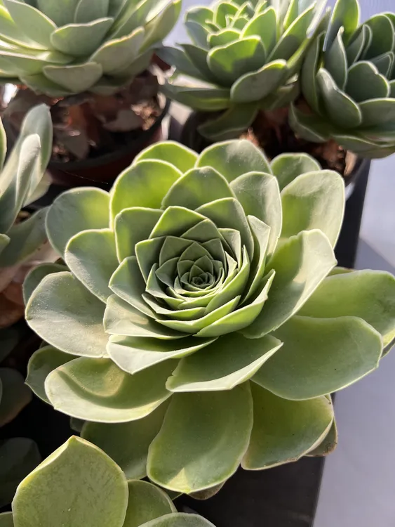 山地玫瑰大老桩植物 4、5年老桩 基地直发 两单包邮 脱土发货