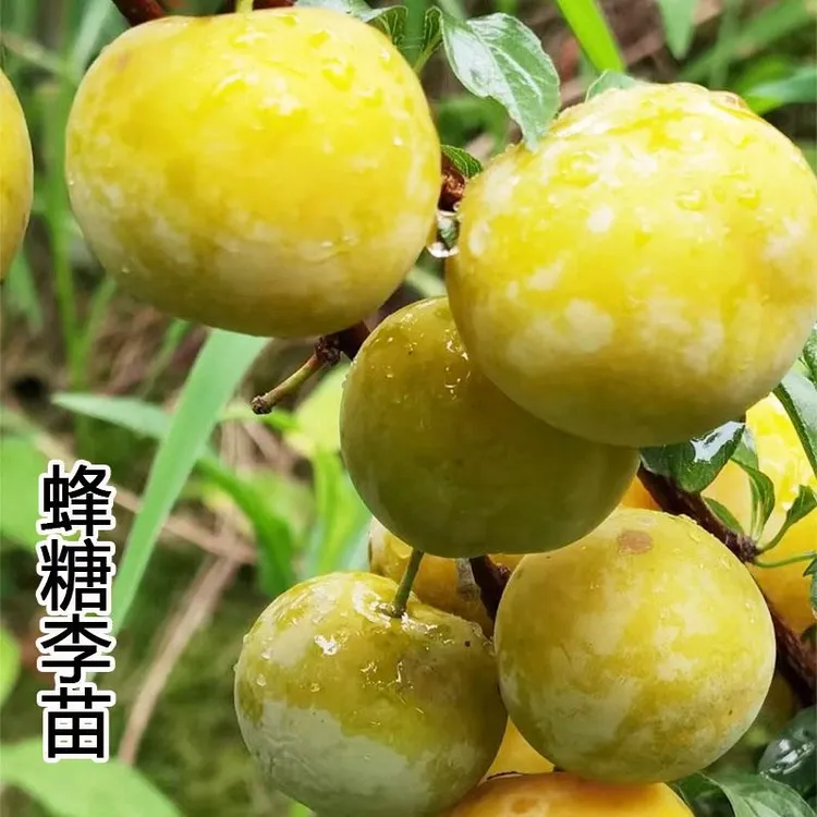 正宗蜂糖李子贵州脱骨李特大峰糖李子南北方果树
