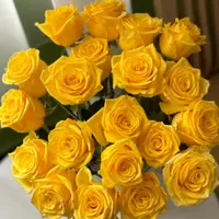 金枝玉叶月季 一加仑根接 黄色大花原盆原土 修剪发货 