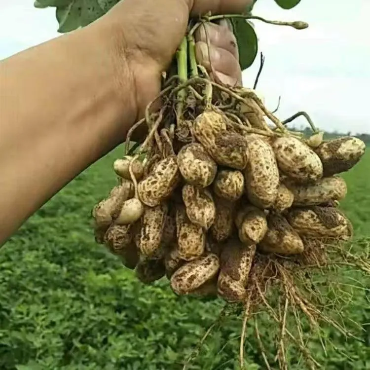 新鲜带壳花生            