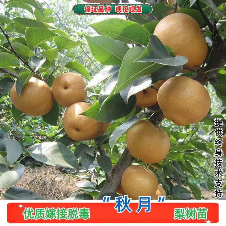 嫁接莱阳冰糖秋月梨树苗特大脆甜黄梨苗盆栽南方北方种植当年结果