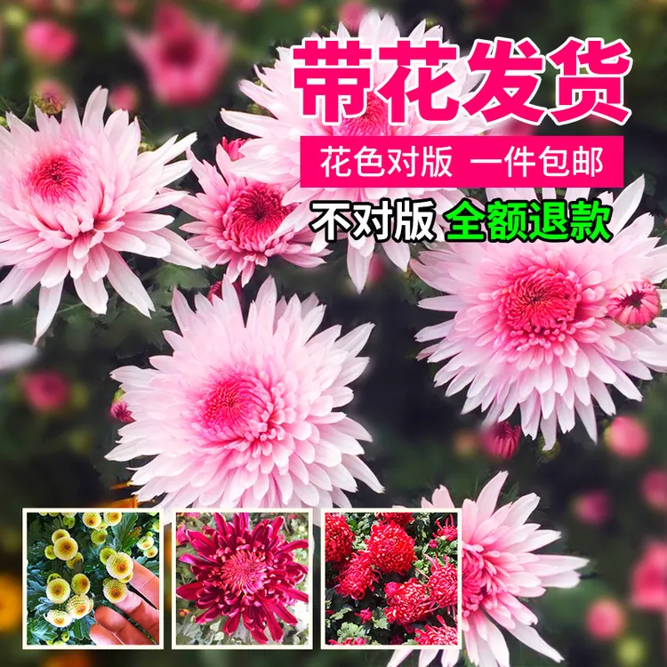 菊花盆栽带花苞秋菊大花苗耐寒室内外庭院种植九月菊四季种植花卉