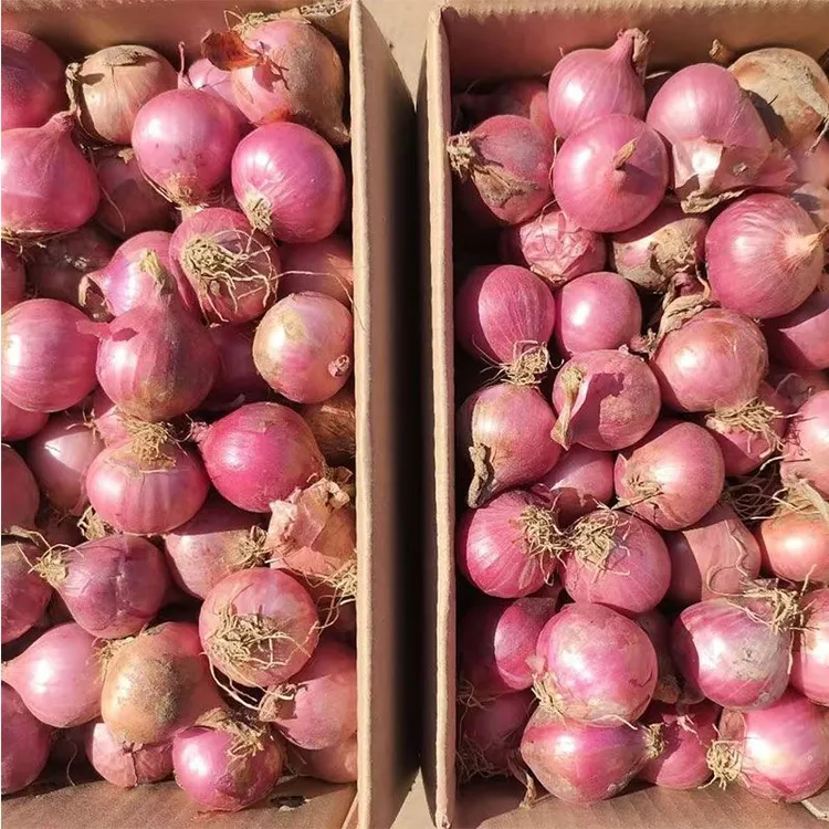 单粒红洋葱珠葱小洋葱干葱头葱头炸葱酥葱油火洋葱小香葱小红洋葱