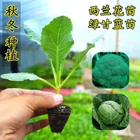 西兰花秧苗绿甘蓝苗盆栽蔬菜苗牛心甘蓝苗白花菜苗花菜苗西兰花苗