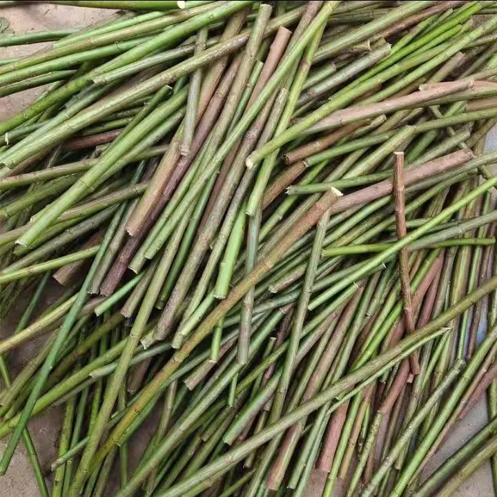 沾木日本无刺蔷薇，用于嫁接月季花棒棒糖