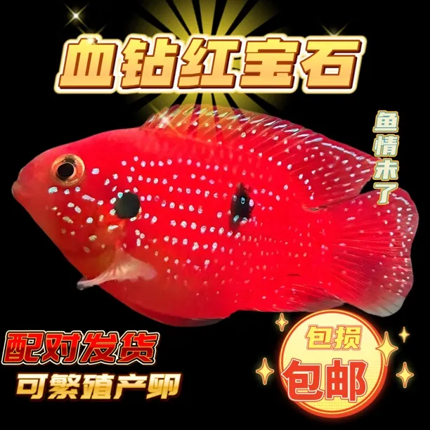 热带观赏鱼血钻红宝石鱼种鱼纯种饲养简单活体发货淡水鱼红宝石鱼