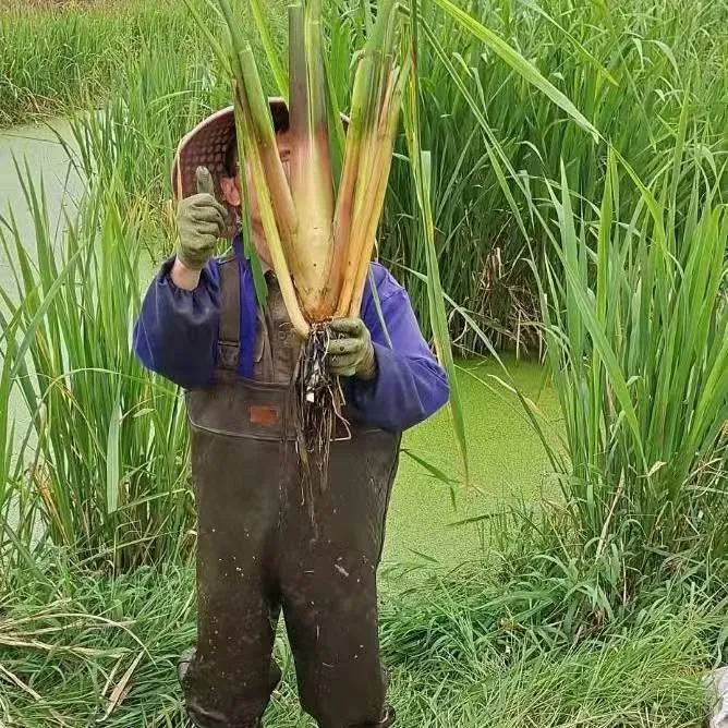 茭白苗现挖特早熟茭白种苗茭笋苗茭瓜苗 老根苗茭白种苗水生植物