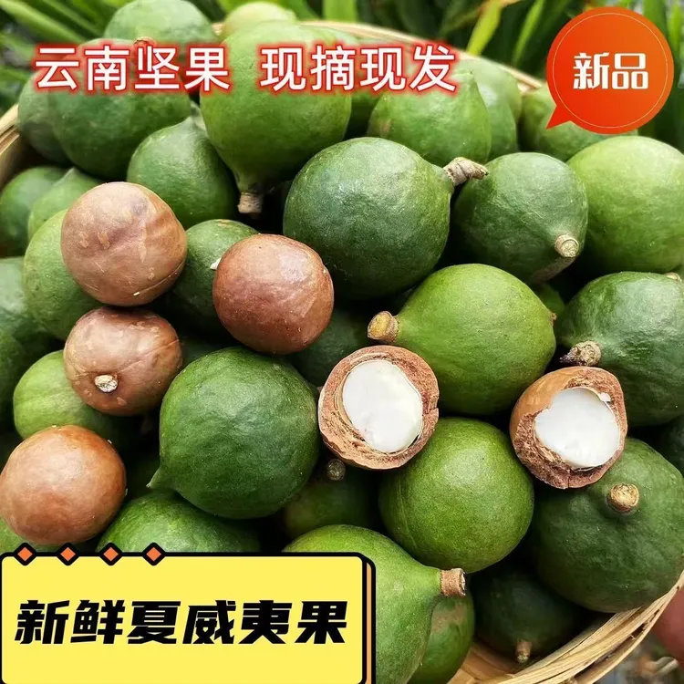 云南新鲜夏威夷果新鲜采摘带绿壳清甜清香奶香味孕妇坚果