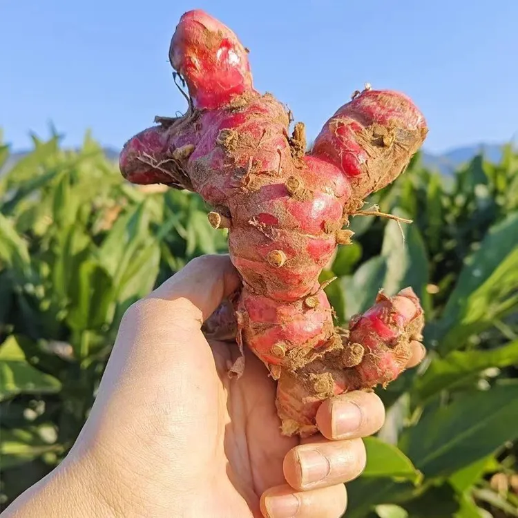 化州特产山姜头南姜良姜新鲜现挖现发蔬菜姜片鲜嫩香辣下饭菜