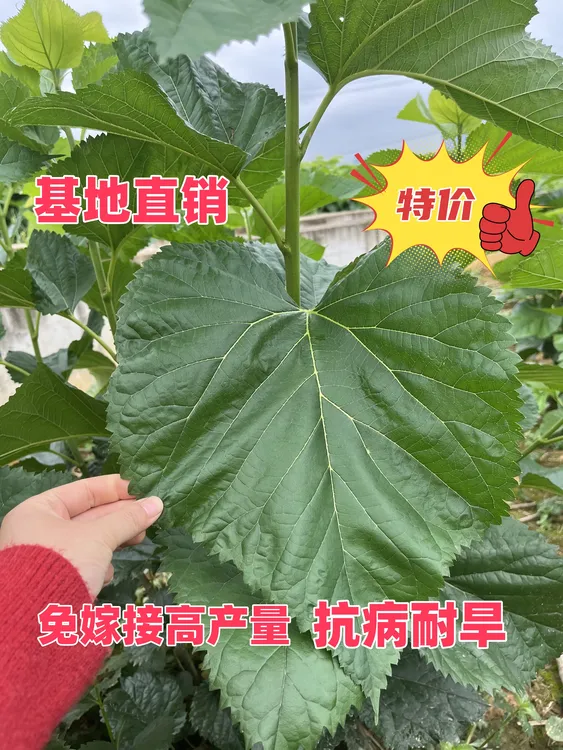 桂桑六号养蚕专用大叶桑叶叶子大厚蛋白高抗病耐旱适合多种土质种
