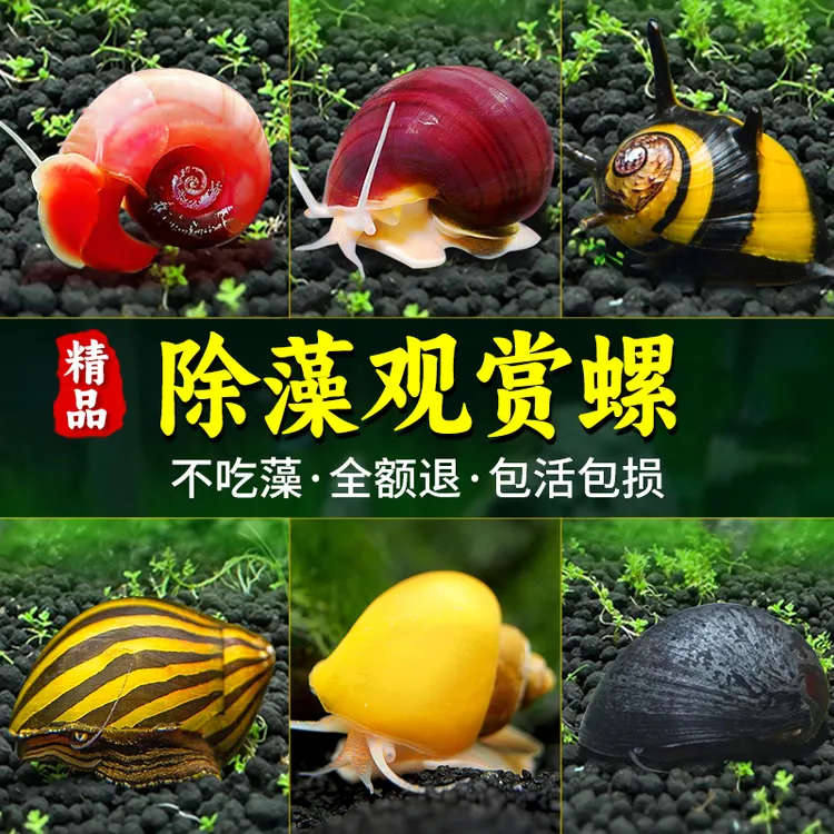 观赏螺黄金苹果黑金刚白玉斑马除藻清洁菜单吃藻马来淡水鱼缸蜗牛
