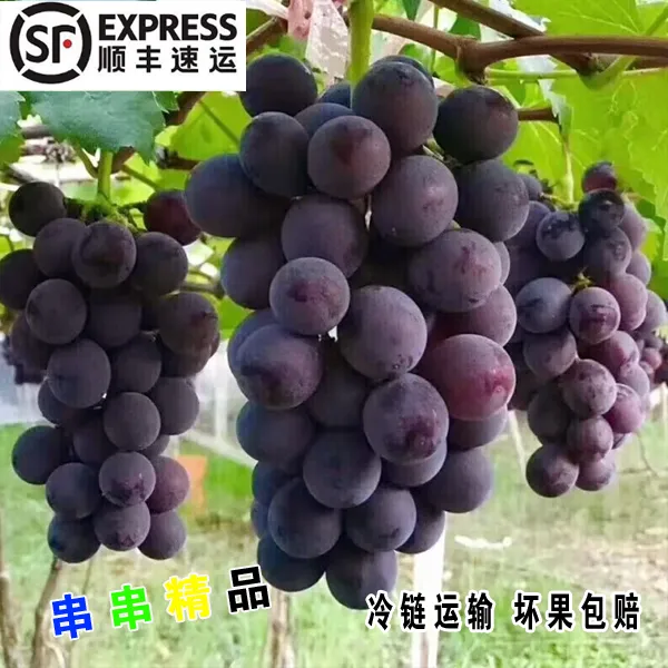 顺丰包邮巨峰葡萄现摘现发酸甜可口新鲜孕妇水果