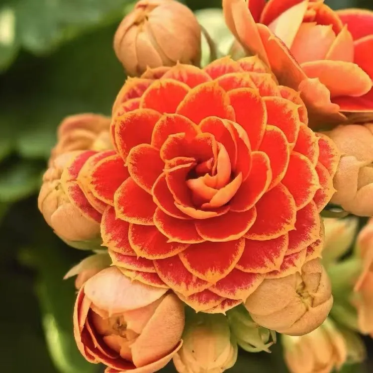 【金狐狸】重瓣带花苞盆栽四季开花大花苗植物室内阳台花卉