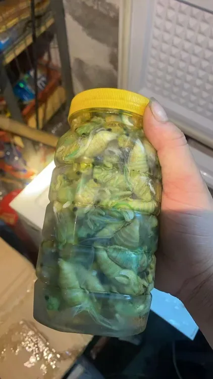 浙江余姚纯野生竹蝉，白蝉，知了顺丰包邮发货