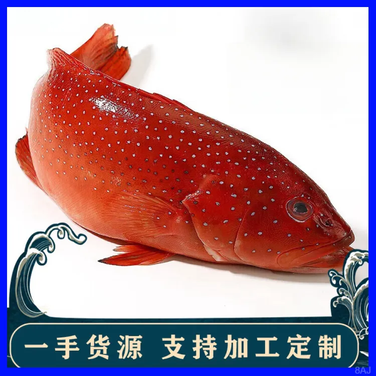 【顺丰冷链】东星斑深海石斑鱼活冻新鲜速冻深海鱼广东湛江活鱼套餐