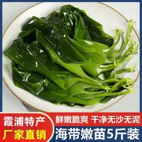 【2500g-500g】霞浦盐渍海带嫩苗滑嫩可凉拌火锅煮汤鲜嫩营养小海带