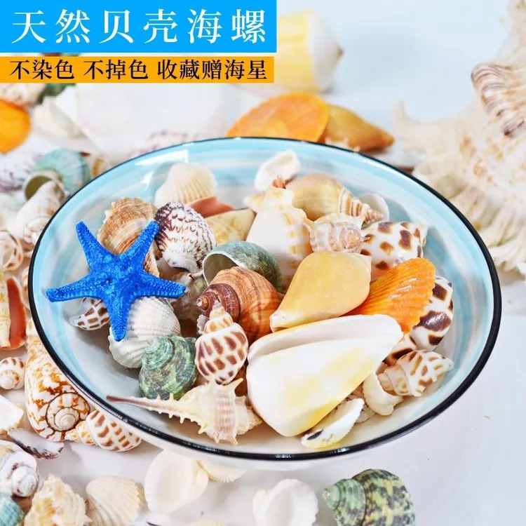 天然海螺贝壳寄居蟹替换壳水族装饰鱼缸造景海洋知识科普收藏