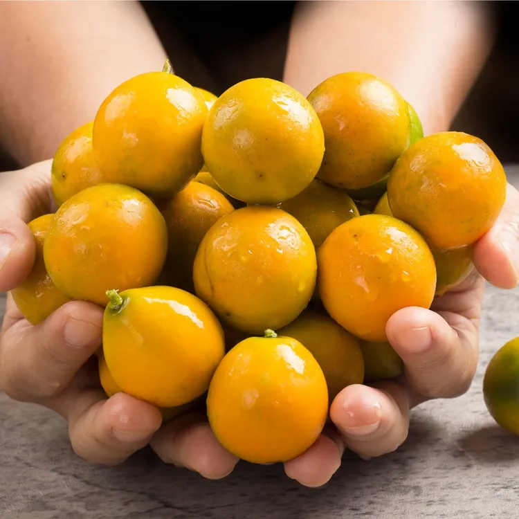 融安金桔 三代融安脆蜜金柑(新)BD