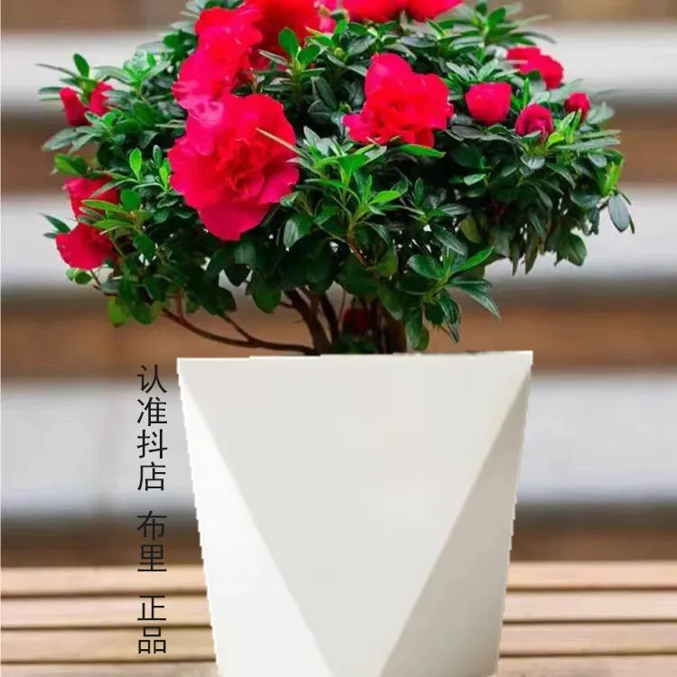 【丛生杜鹃花】盆栽室内外绿植庭院阳台花卉带花苞好养植物