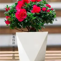 专属【丛生杜鹃花】盆栽室内外绿植庭院阳台花卉带花苞好养植物