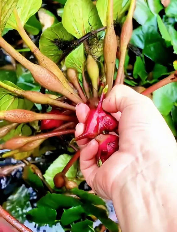 河南固始本地新鲜现摘菱角粉糯香甜特产