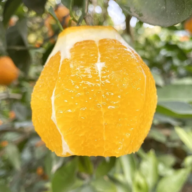  江西赣南脐橙新鲜水果生鲜甜橙子赣州脐橙现摘产地直发