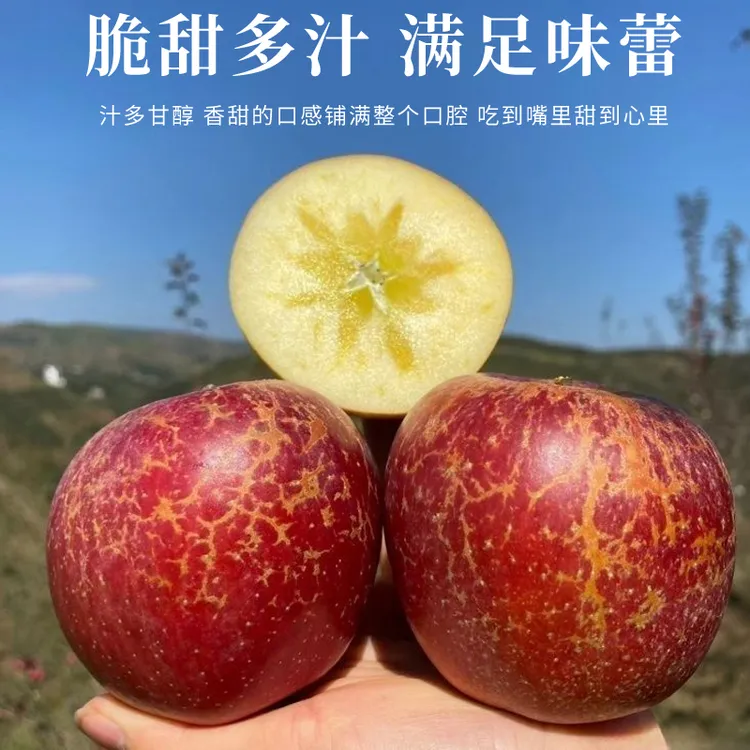 昭通红富士巨丑苹果 糖心苹果（口感绝佳）