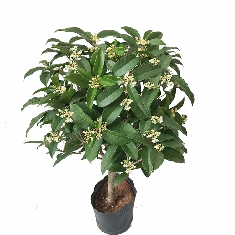 庭院四季开花植物桂花树苗四季桂金桂浓香花卉耐寒室内外盆栽地栽