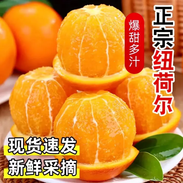 【长虹品种】正宗奉节脐橙长江边脐橙纽荷尔自家果园种植现摘现发