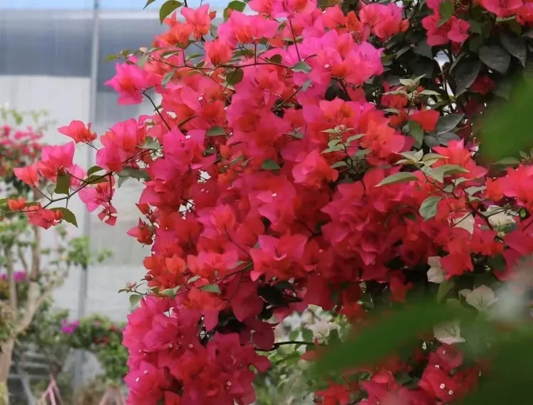 【四季红】同安红原生正版袋苗勤花品种四季开花飘枝爬藤好养福利款