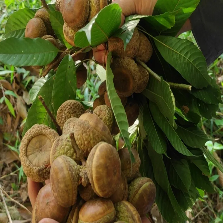 广西深山野生风流果新货精选石头果干货下山货山野