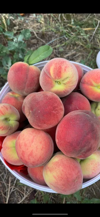 【乡村大乐】顺丰包邮井陉旱地头茬脆甜桃
