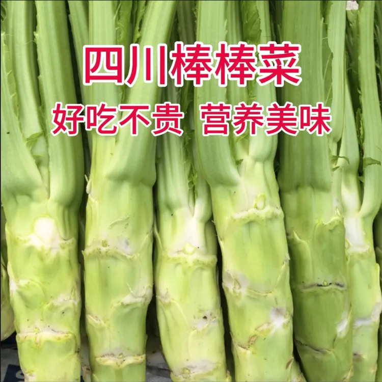四川蔬菜棒棒菜青菜当季蔬菜煮汤清炒泡菜炒腊肉清香四川青菜新鲜