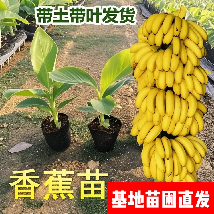 矮脚香蕉树苗当年结果产量高矮化香蕉树阳台庭院盆栽树香蕉苗