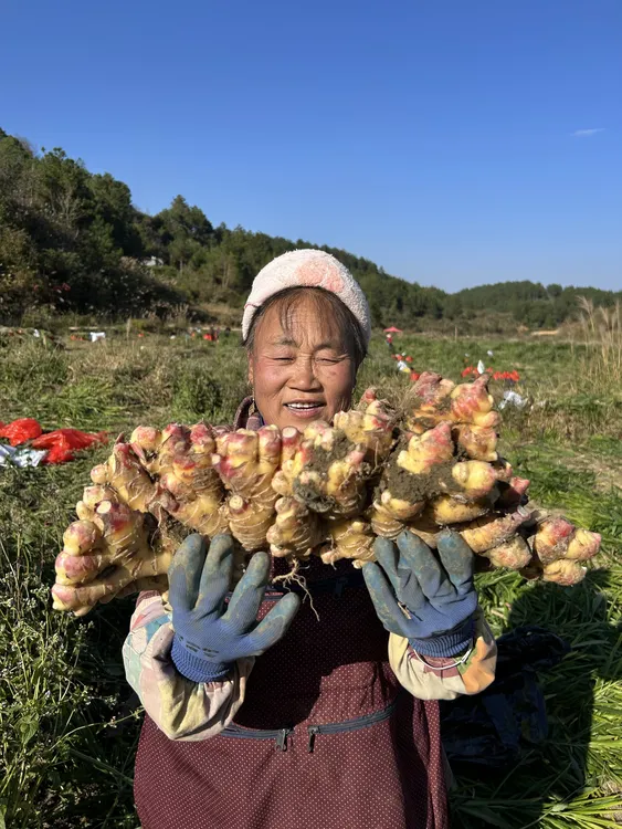 高山种植新鲜现挖小黄姜