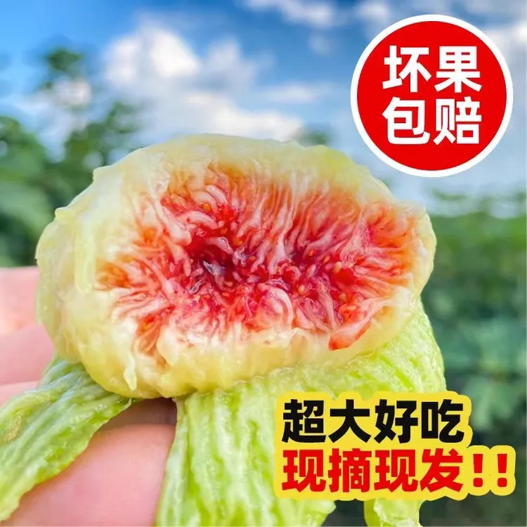 【顺丰空运】四川青皮绿美人无花果鲜果孕妇应季新鲜水果现摘