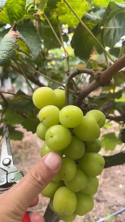 葡萄阳光玫瑰水果富硒葡萄葡萄苗树苗绿色