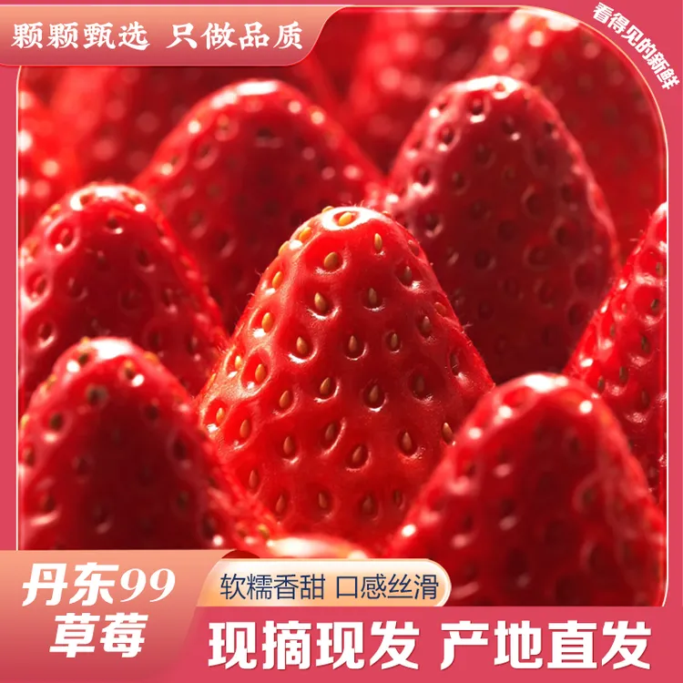 【现摘】丹东九九草莓 头茬新鲜现摘顺丰京东空运应季水果