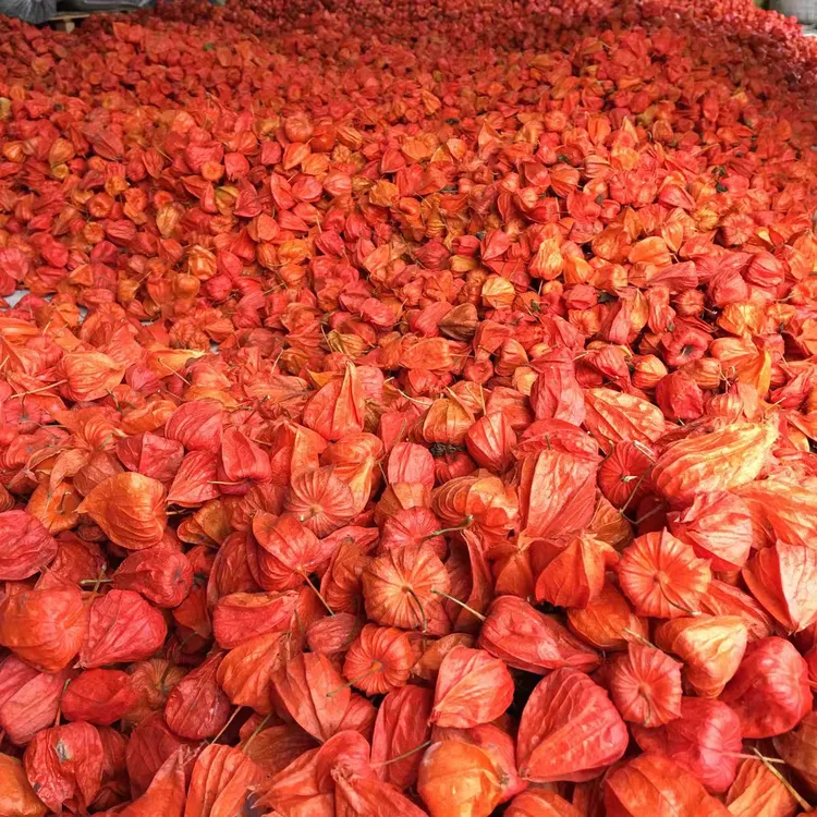 【大勇专属】东北红姑娘果新鲜现摘