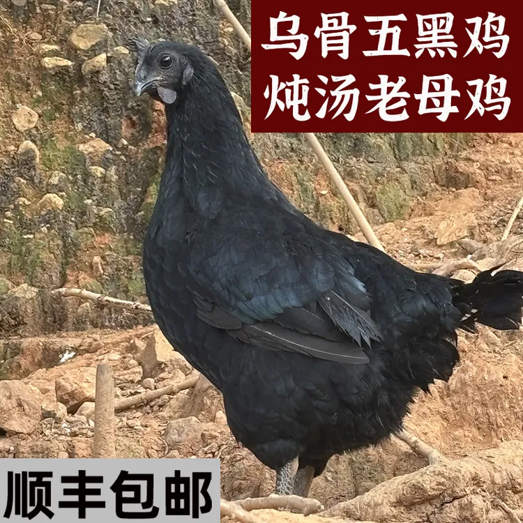 约500天五黑鸡黑凤鸡散养土鸡乌鸡乌骨鸡走地鸡农村散养鸡炖汤