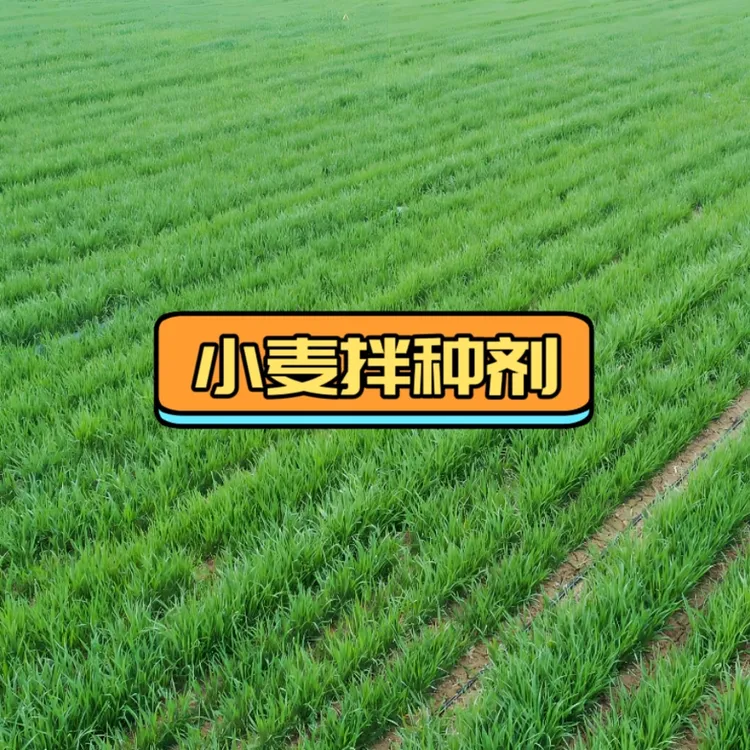 好老头 小麦拌种小麦包衣剂正品大厂家叶面肥