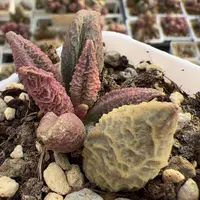 融化纹冰激凌多肉植物水泡