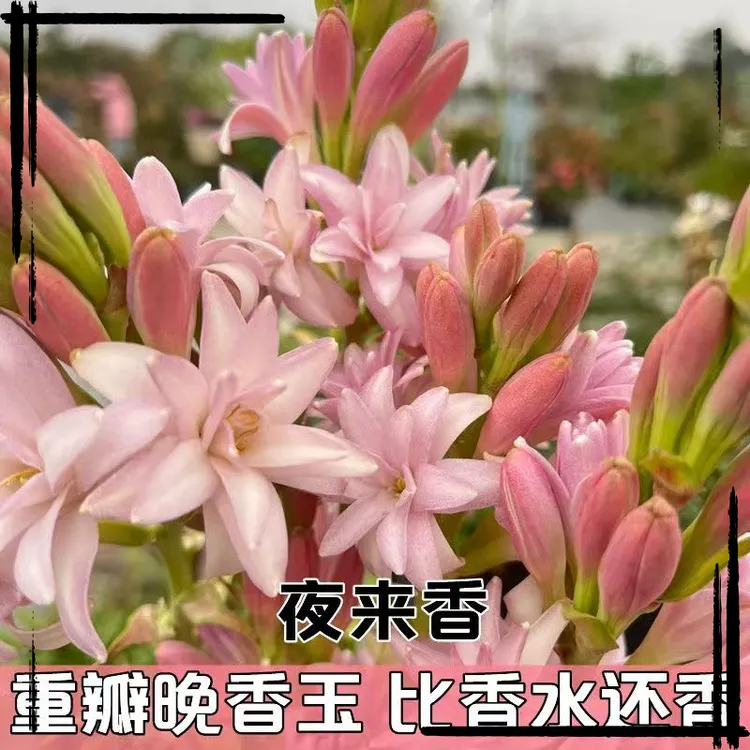 晚香玉种球浓香型重瓣大花球根带芽多年生切花庭院阳台花卉盆栽