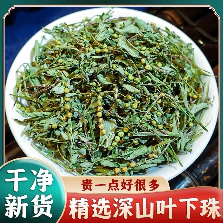 深山正宗叶下珠新货农户自晒干货珍珠草龙珠草泡水搭配茵陈