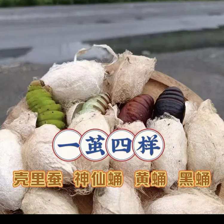 东北特产带壳新鲜柞蚕茧蛹大茧口感鲜美大蚕蛹