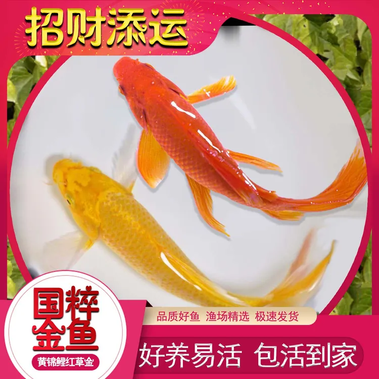 锦鲤鱼大红草金鱼好养耐活长尾大红草金观赏鱼活体冷水鱼淡水鱼