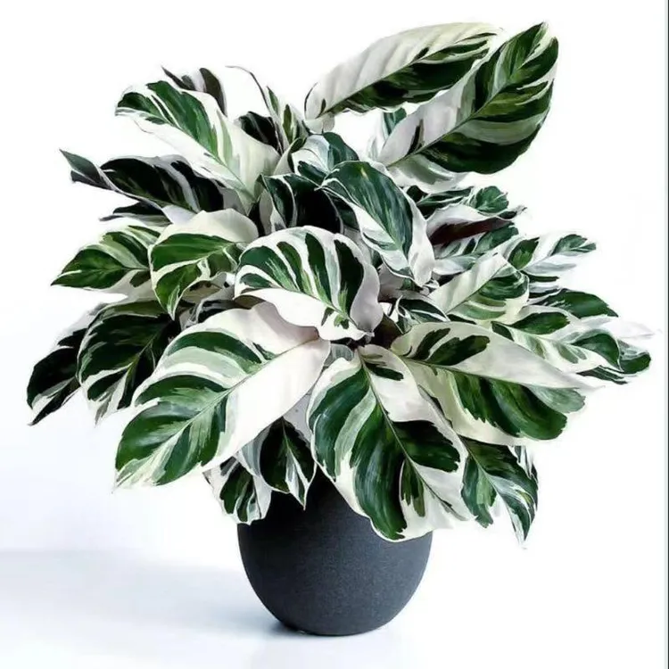 绿·伴兮【竹芋合集】多品种平价白绿奶油画 画竹芋鲜活原生种植